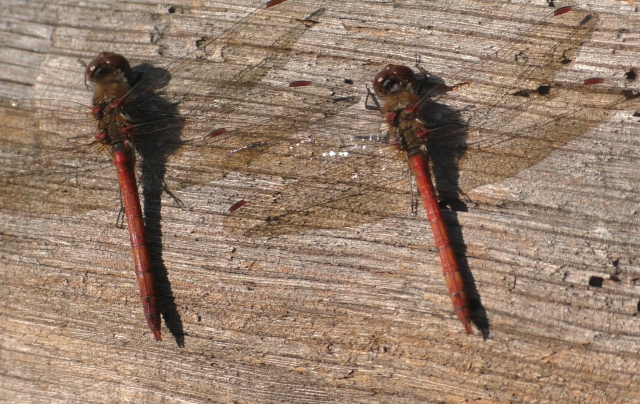 yume - dream, Still 2022 ©Makiko Nishikaze, VG Bild-Kunst Bonn 2026